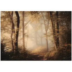 FOTOTAPETE Wald Bäume Braun 400x280 cm