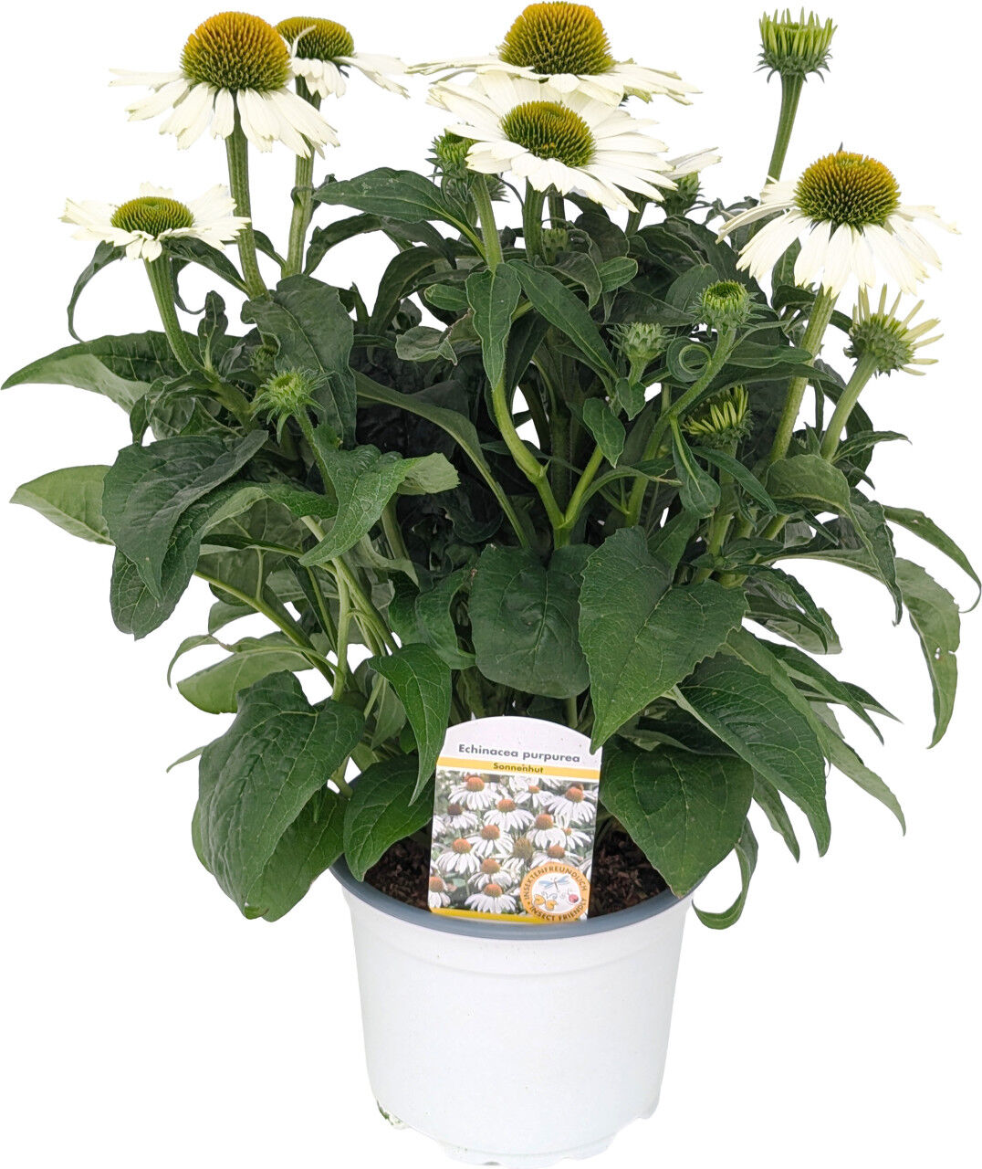 Pflanzen Echinacea purpurea Purpur-Sonnenhut 13 cm Topf