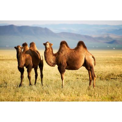 Fototapete PAPERMOON "Mongolian Camels", bunt, B:4m L:2,6m, Vlies, Tapeten
