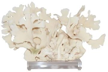Legend of ASIA 10 in H White Cactus Coral on Acrylic Base Stone