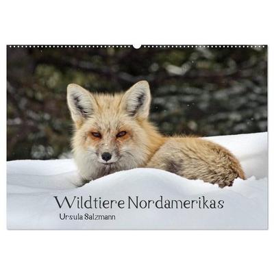 Wildtiere Nordamerikas (Wandkalender 2027 DIN A2 quer), CALVENDO Monatskalender