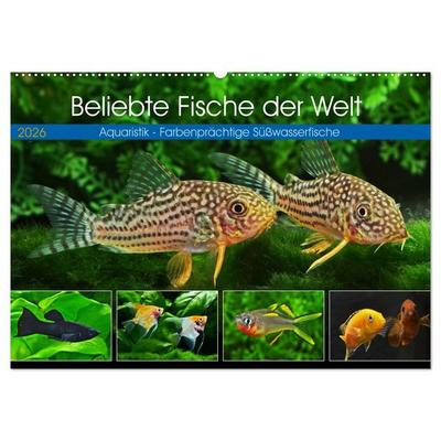 Beliebte Fische der Welt (Wandkalender 2026 DIN A2 quer), CALVENDO Monatskalender