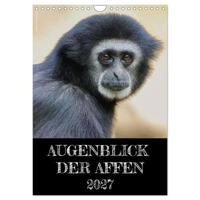 Augenblick der Affen 2027 (Wandkalender 2027 DIN A4 hoch), CALVENDO Monatskalender