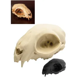 Andracor Katzenschädel - 3D-Druck (12cm) (1 Stk.)