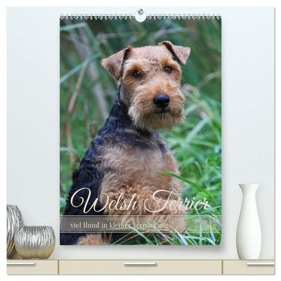 Welsh Terrier - viel Hund in kleiner Verpackung (hochwertiger Premium Wandkalender 2027 DIN A2 hoch), Kunstdruck in Hochglanz