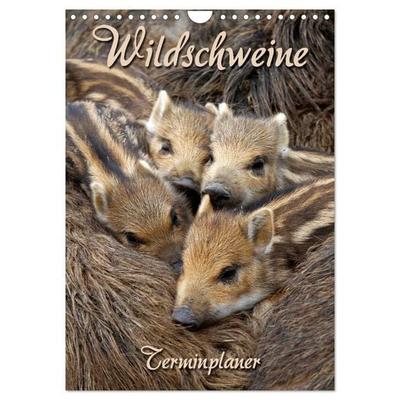 Wildschweine (Wandkalender 2027 DIN A4 hoch), CALVENDO Monatskalender