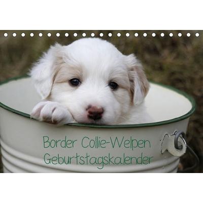 Border Collie-Welpen Geburtstagskalender (Tischkalender immerwährend DIN A5 quer)
