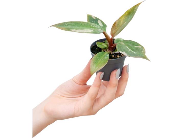 PLNTS - Baby Philodendron Pink Princess - Kamerplant - Kweekpot 6 cm - Hoogte 10 cm
