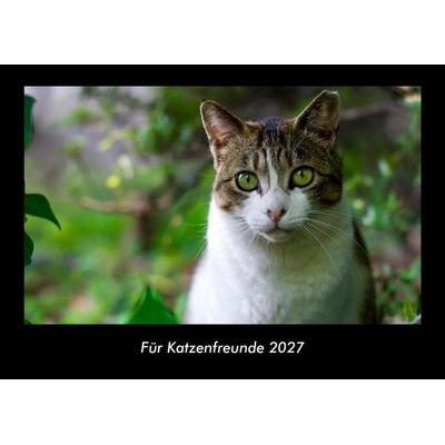 Für Katzenfreunde 2027 Fotokalender DIN A3