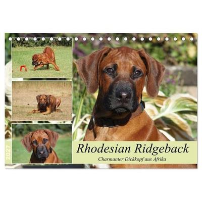 Rhodesian Ridgeback - Charmanter Dickkopf aus Afrika (Tischkalender 2027 DIN A5 quer), CALVENDO Monatskalender