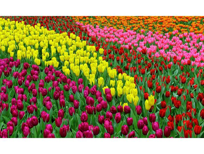 Fototapete PAPERMOON TULPEN FELD-BLUMEN PFLANZEN BLÜTEN NATUR MUSTER DEKOR , bunt, B:1,5m L:1,11m, Vlies, Tapeten, Fototapete