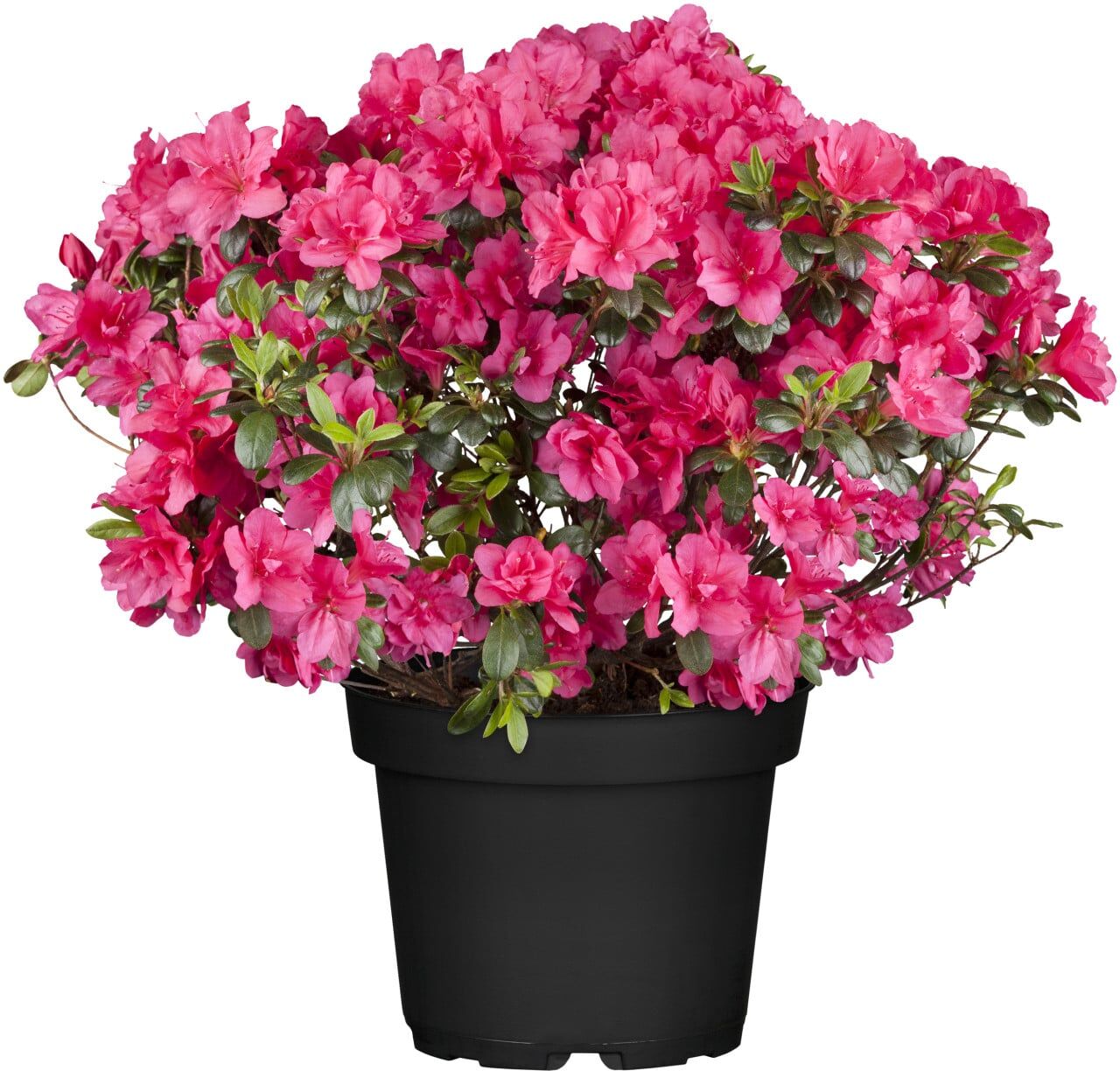 Pflanzen Rhododendron H 15- 20 cm 2 L Container