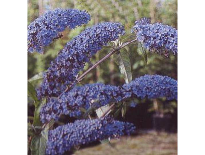 Buddleja Davidii 'Empire Blue' - Vlinderstruik - 40-60 cm in pot: Struik met blauw-paarse bloemen\, aantrekkelijk voor vlinders.
