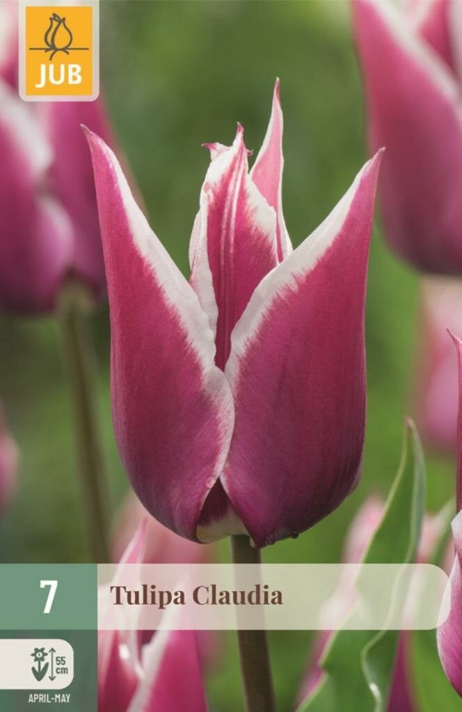 JUB Tulp Claudia 7 bollen