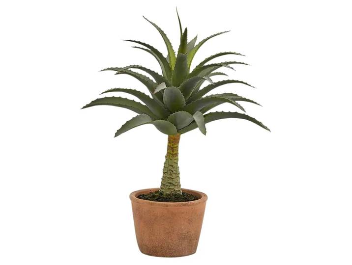 Agave im Topf h: 44 cm Edg