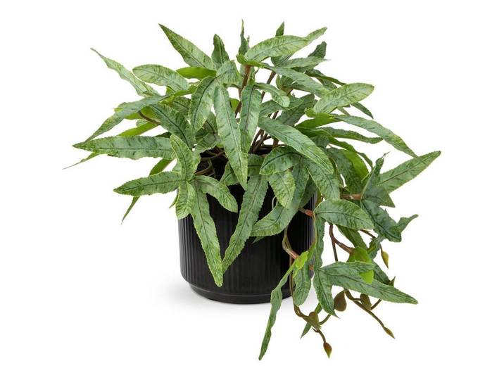 Kunstpflanze Farn im Keramiktopf Grün, 22 cm, Dekoration, Blumen & Blumentöpfe, Kunstpflanzen