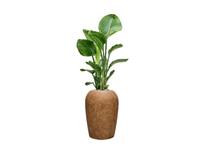 Pflanzen Arrangement „Strelitzia nicolai in Mineral“ Baq Design