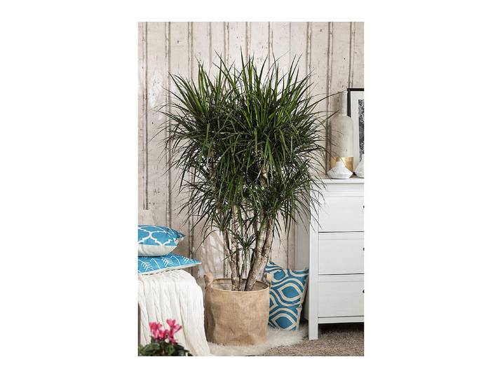 Drachenbaum, Topfgrösse Ø11cm (Dracaena marginata, Stamm)