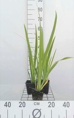 6 x Siberische iris Iris sibirica Blue Moon in pot van 9 x 9 cm van GRDplanten