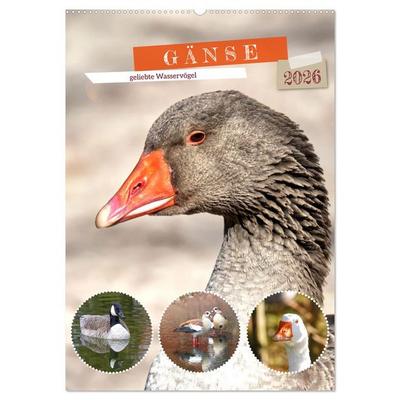 Gänse, geliebte Wasservögel (Wandkalender 2026 DIN A2 hoch), CALVENDO Monatskalender
