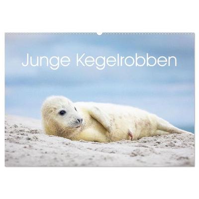 Junge Kegelrobben (Wandkalender 2026 DIN A2 quer), CALVENDO Monatskalender