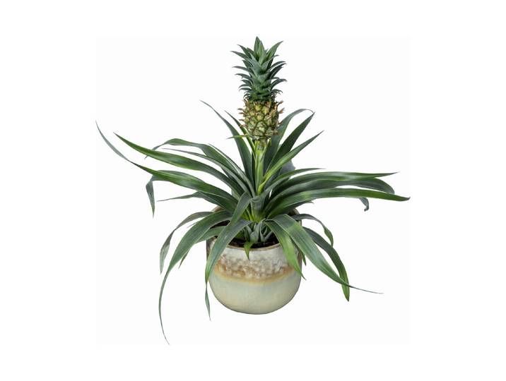 Home and More Zier-Ananas Ananas comosus ⌀ 13 cm