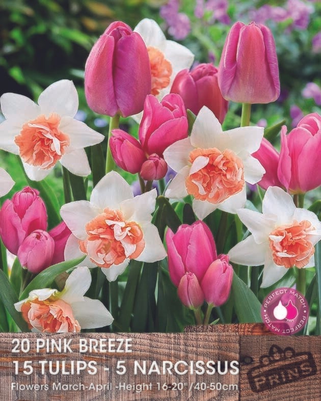 Prins tulp en narcis Pink Breeze 20 bollen