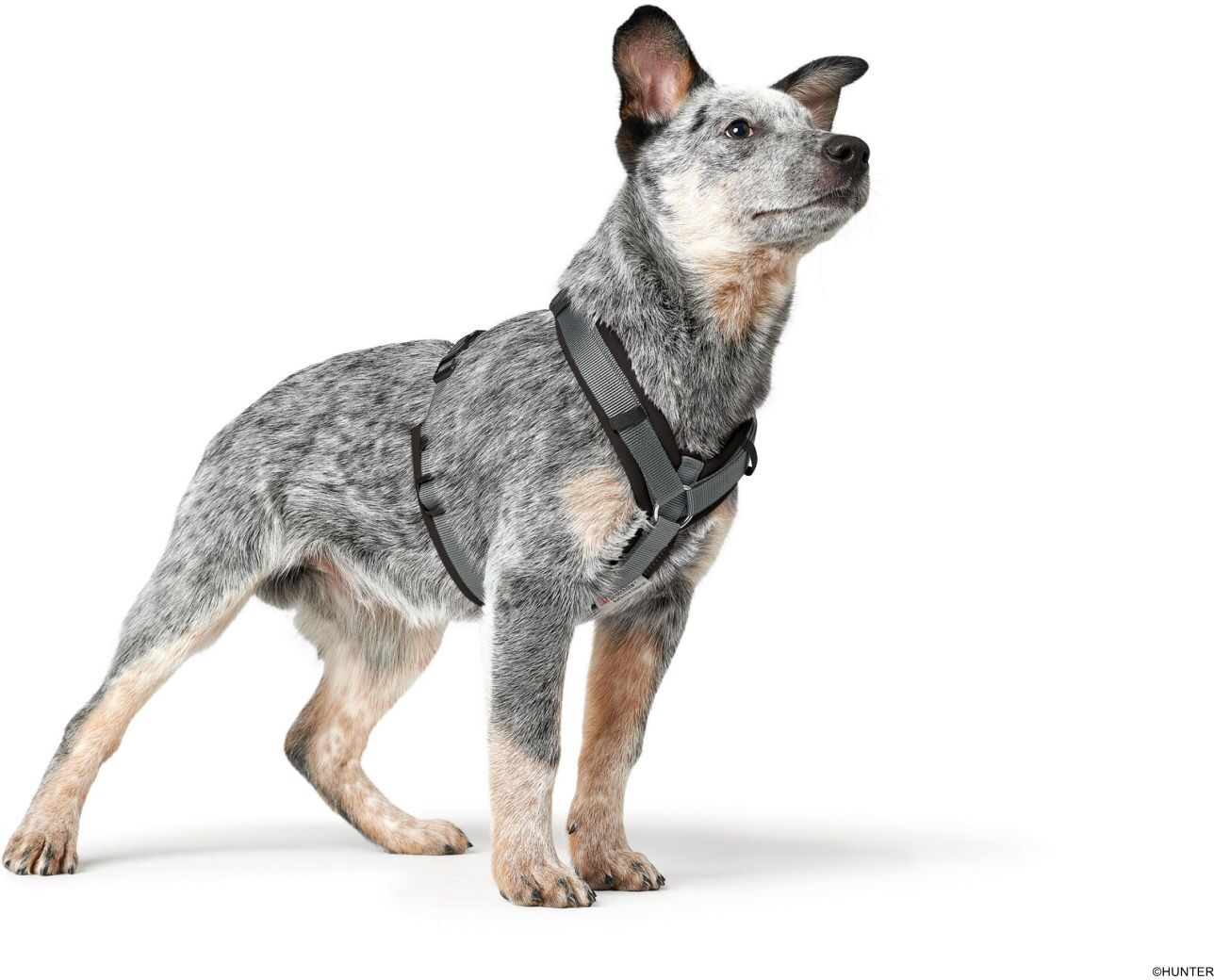 DOG SPORT HUNTER Geschirr Maldon Up XS-S, schwarz/grau