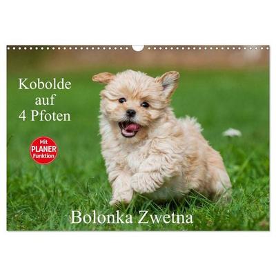 Kobolde auf 4 Pfoten - Bolonka Zwetna (Wandkalender 2026 DIN A3 quer), CALVENDO Monatskalender
