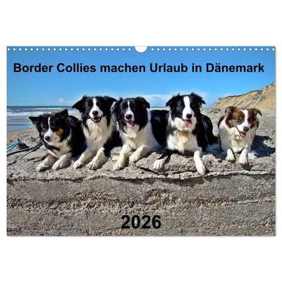 Border Collies machen Urlaub in Dänemark (Wandkalender 2026 DIN A3 quer), CALVENDO Monatskalender