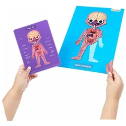 Dante, Magnet, Playshifu Mein Supermenschenkörper-Set - Menschlicher Körper