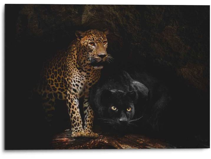 Wandbild REINDERS Aluminium Wandbild Raubtiere Panther - Cougar - Katzen - Höhle , schwarz (farbe bild(er): schwarz), B:70cm H:50cm, Aluminium, Bilder, Wandbild
