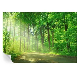 FOTOTAPETE 152x104 cm - Waldweg