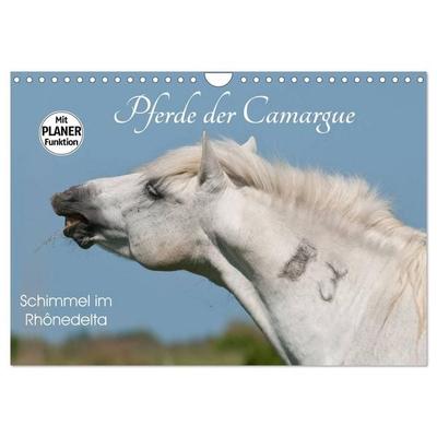 Pferde der Camargue – Schimmel im Rhônedelta (Wandkalender 2026 DIN A4 quer), CALVENDO Monatskalender