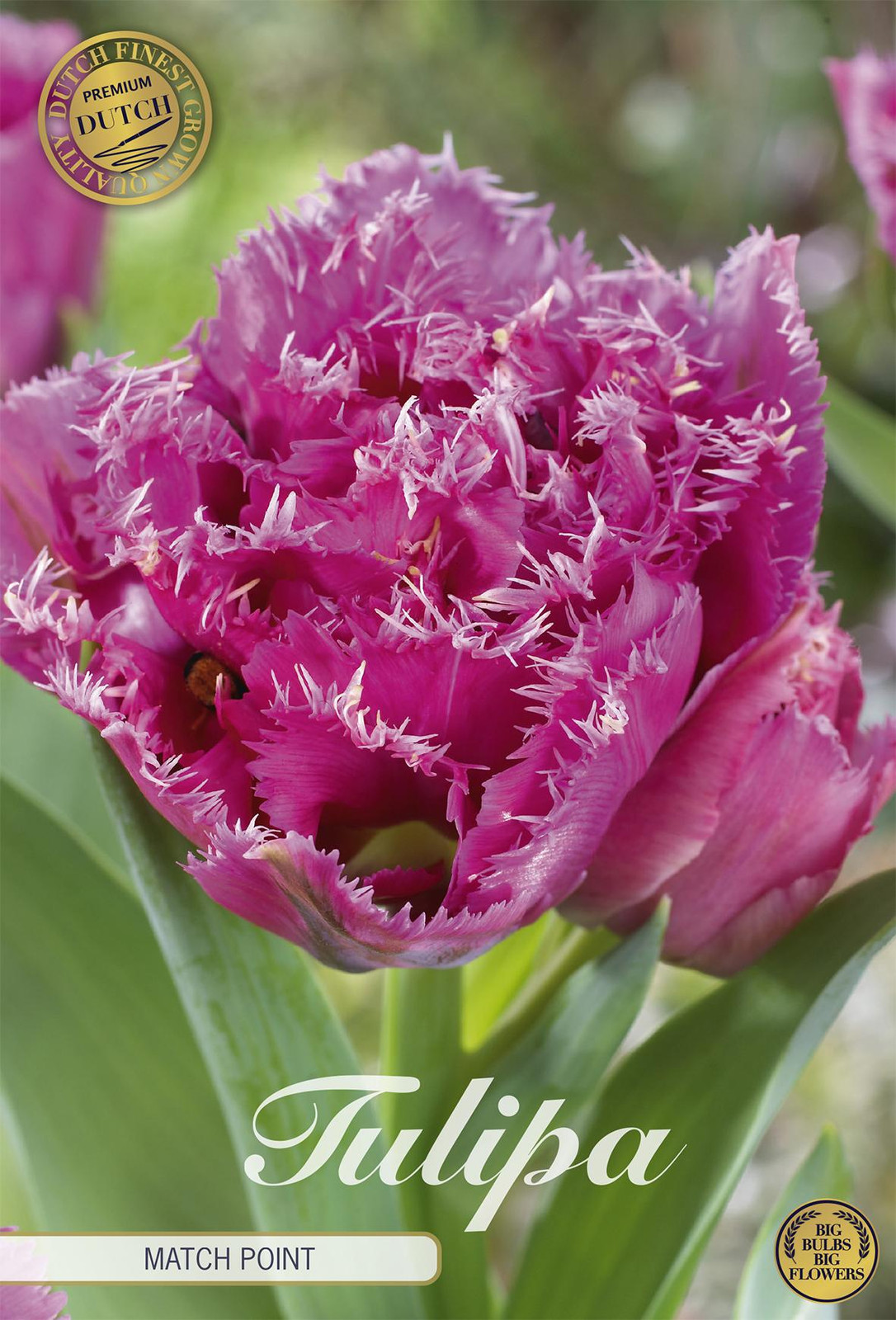Sam van Schooten Tulpen Matchpoint Tulpenbollen (7 stuks)