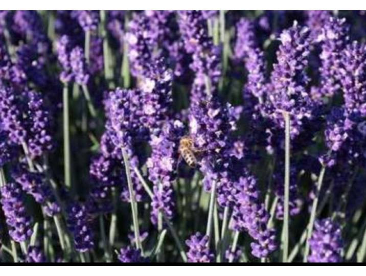 2 x Lavandula ang. 'Hidcote' - Lavendel In pot 1.5 liter