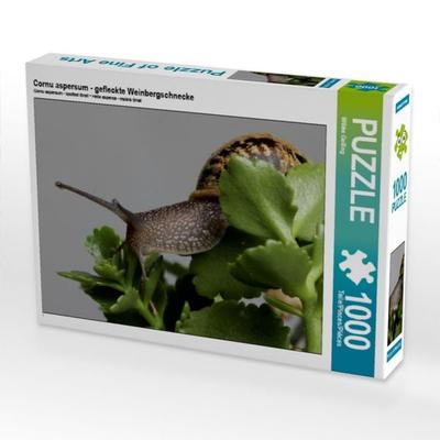 CALVENDO Puzzle Cornu aspersum - gefleckte Weinbergschnecke | 1000 Teile Lege-Größe 64x48cm Foto-Puzzle für glückliche Stunden