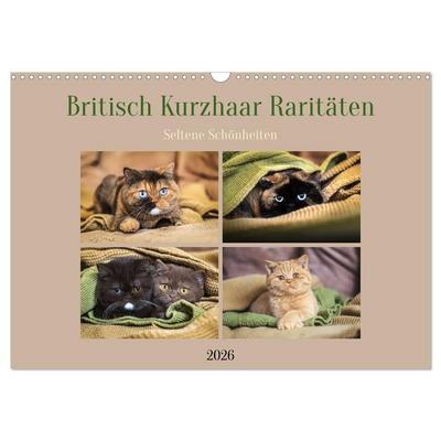 Britisch Kurzhaar Raritäten - seltene Schönheiten (Wandkalender 2026 DIN A3 quer), CALVENDO Monatskalender