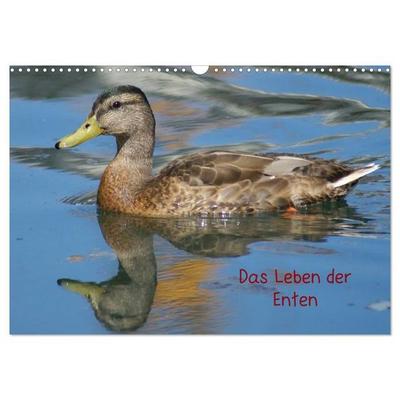Das Leben der Enten (Wandkalender 2027 DIN A3 quer), CALVENDO Monatskalender