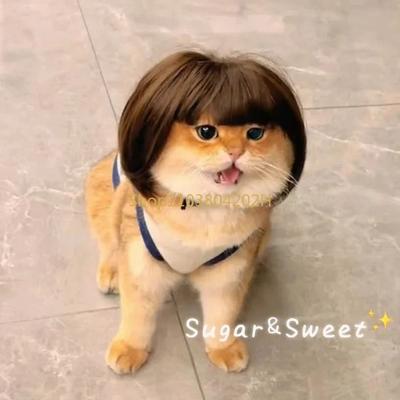 Uplift Essentials Funny Pet Cosplay Wig Exploding Head & Braided Hair Accessories High Yield Festive Feline & Canine Interaction Hub Funny Pet Cosplay Wig Exploding Head & Braided Hair Accessories High Yield Festive Feline & Canine Interaction Hub