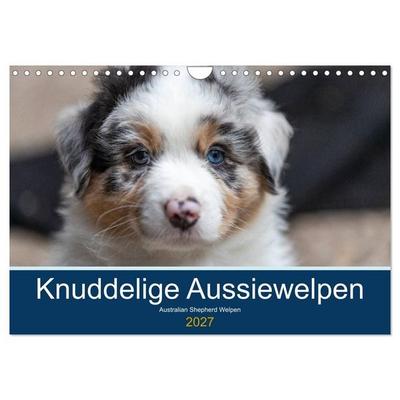 Australian Shepherd Welpen 2027 (Wandkalender 2027 DIN A4 quer), CALVENDO Monatskalender