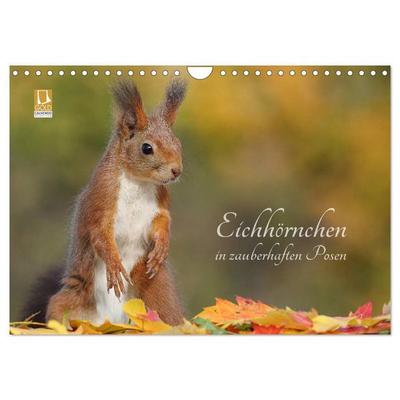Eichhörnchen in zauberhaften Posen (Wandkalender 2027 DIN A4 quer), CALVENDO Monatskalender