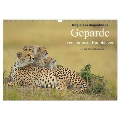 Magie des Augenblicks: Geparde - verschmuste Raubkatzen (Wandkalender 2027 DIN A3 quer), CALVENDO Monatskalender