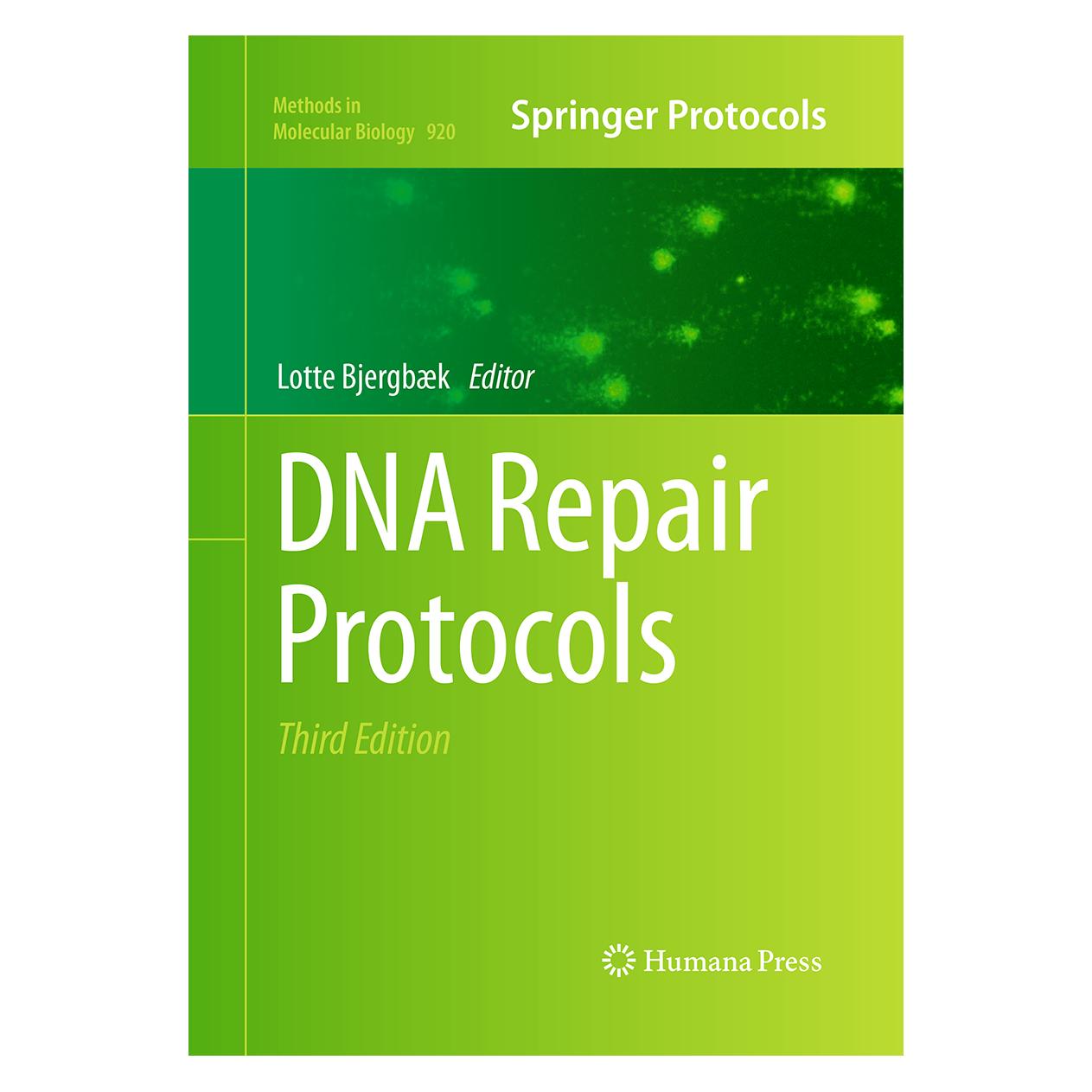 Springer DNA Repair Protocols (Englisch, Softcover, Lotte Bjergbaek) (55965250)