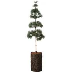 IB Laursen Zedernbaum künstlich aufgestammt mit Rindenfuß, Höhe 60, Ø 10 cm