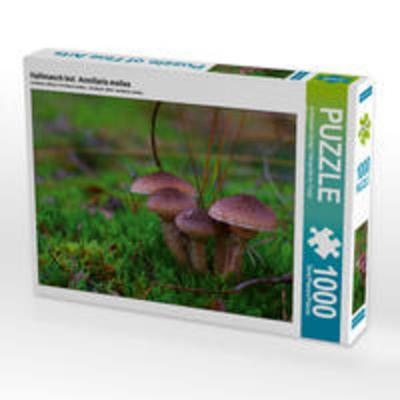 CALVENDO Puzzle Hallimasch bot. Armillaria mellea 1000 Teile Lege-Größe 64 x 48 cm Foto-Puzzle Bild von Avianaarts Design Fotografie by Tanja Riedel