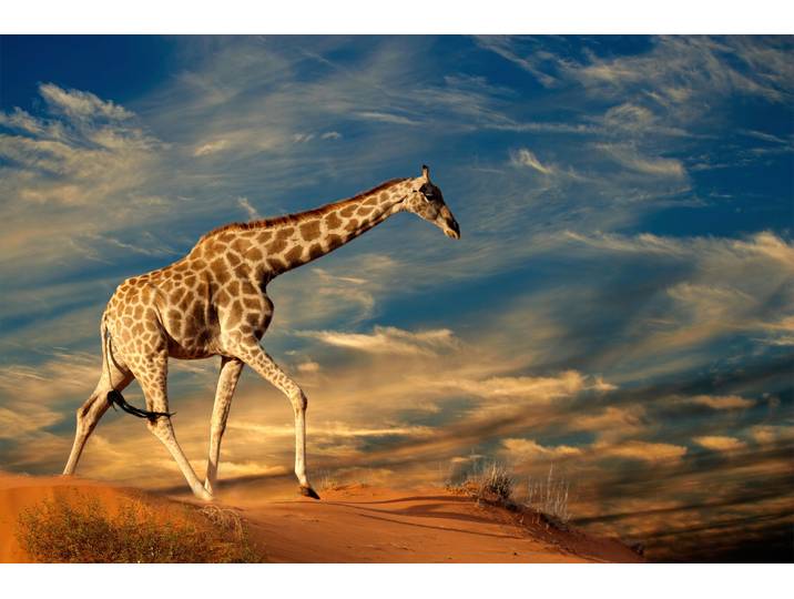Fototapete PAPERMOON GIRAFFE-TIERE AFRIKA SAVANNE STEPPE DÜNE HIMMEL WOLKEN , bunt, B:4m L:2,6m, Vlies, Tapeten, Fototapete