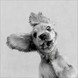 Glasbild FUNNY DOG I (BHT 20x20x1,30 cm) - bunt - BHT 20x20x1,30 cm