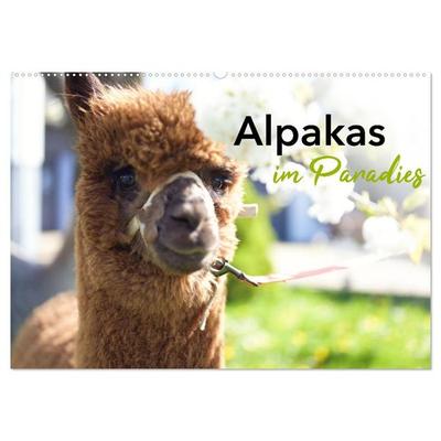 Alpakas im Paradies (Wandkalender 2026 DIN A2 quer), CALVENDO Monatskalender