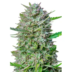 Royal Queen Seeds Mimosa Auto 3 Samen - 3